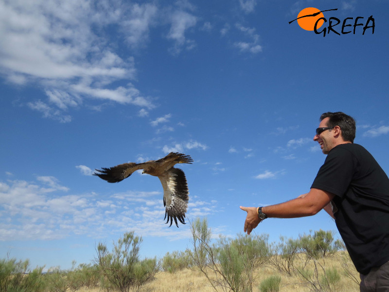 Un padrino libera un águila calzada rehabilitada en el hospital de fauna de GREFA. Foto: GREFA.