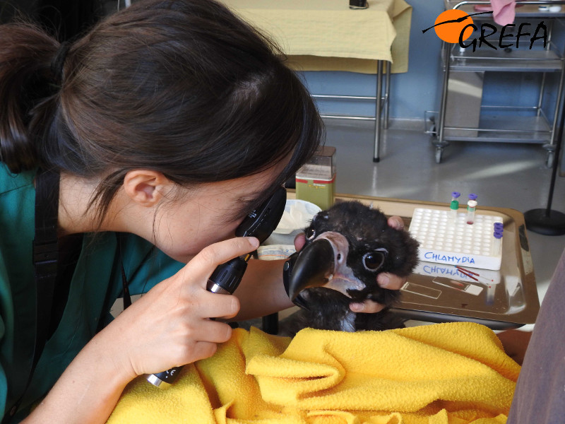 Una veterinaria examina un ojo de uno de los buitres negros reintroducidos en la Sierra de la Demanda. Foto: GREFA.