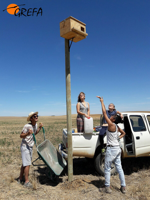 Varios voluntarios internacionales junto a una caja nido para cernícalo vulgar instalada en Villalar de los Comuneros. Foto: GREFA.