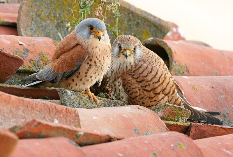 Pareja reproductora de cernícalo primilla. A la izquierda, el macho, y a la derecha, la hembra. Foto: Ignacio Yúfera.