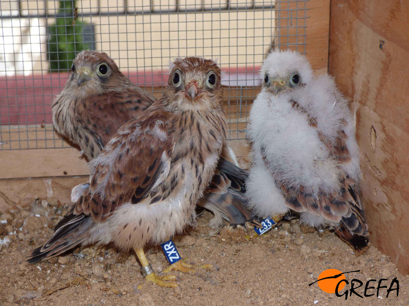 Pollos de cernícalo primilla criados en cautividad y reintroducidos por GREFA. Foto: GREFA.