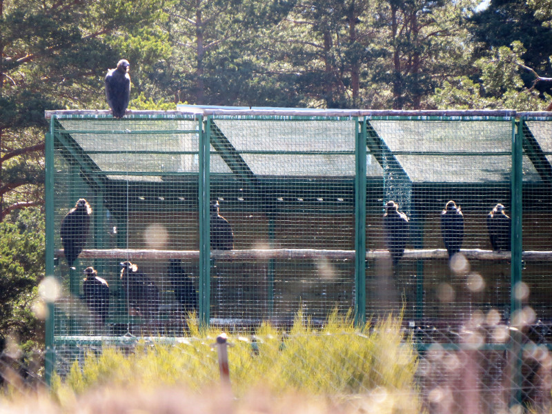 Buitres negros junto al jaulón de aclimatación construido en Huerta de Arriba (Burgos).