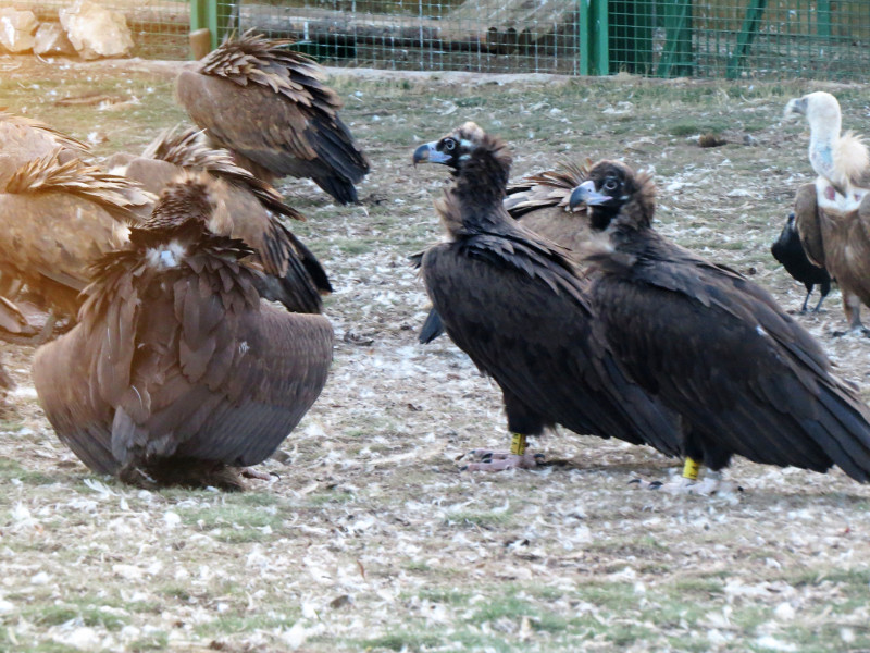 Buitres negros liberados en la Sierra de la Demanda junto a buitres leonados.