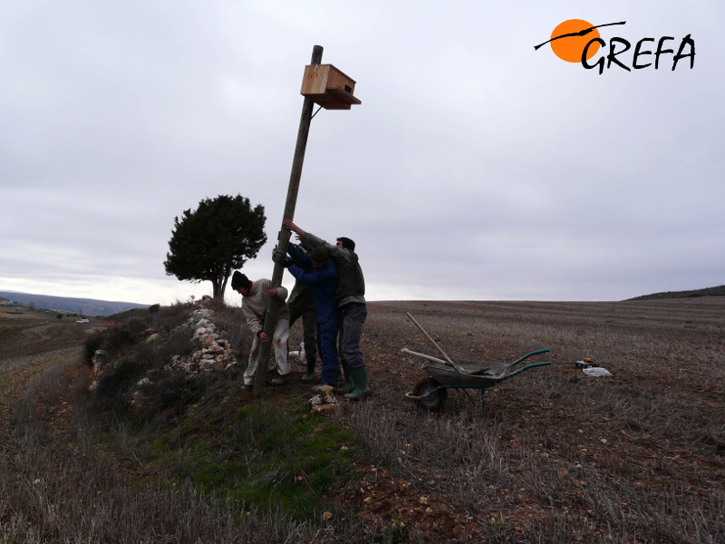 Colaboradores del proyecto de control biológico de topillos instalan una caja nido para rapaces. Foto: GREFA