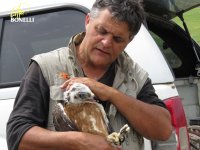 Ernesto Álvarez, presidente de GREFA, examina a un pollo de águila de Bonelli antes de liberarle en el medio natural. Foto: Juan José Iglesias / GREFA.