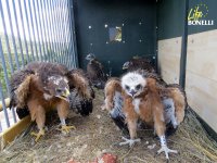 Pollos de águila de Bonelli en un nido artificial en la zona de la Comunidad de Madrid donde han sido reintroducidas. Foto: Juan José Iglesias / GREFA.