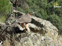 Águila de Bonelli joven, con la antena de su emisor visible, tras ser liberada en la Comunidad de Madrid. Foto: Juan José Iglesias / GREFA.