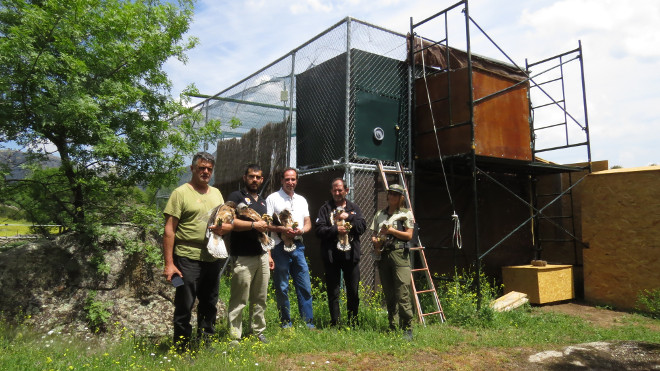 Miembros de GREFA / ÁQUILA a-LIFE y una agente forestal de la Comunidad de Madrid, con varios pollos de águila de Bonelli destinados a su reintroducción en la Comunidad de Madrid, junto al jaulón de aclimatación construido por el proyecto.
