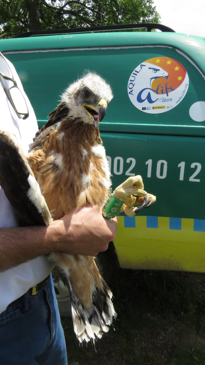 Pollo de águila de Bonelli destinado a su reintroducción en la Comunidad de Madrid, en la zona de liberación.