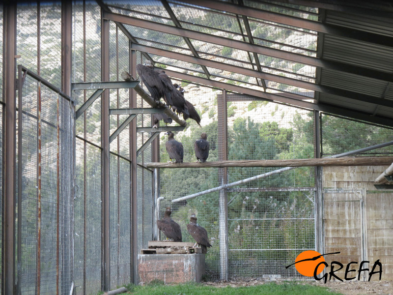 Buitres negros reposan en su recinto de aclimatación antes de su liberación en Pirineos. Foto: GREFA. 