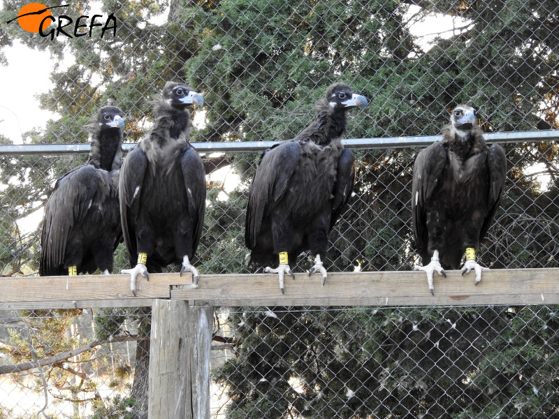 Buitres negros destinados a su liberación en el hábitat natural por el Proyecto Monachus.