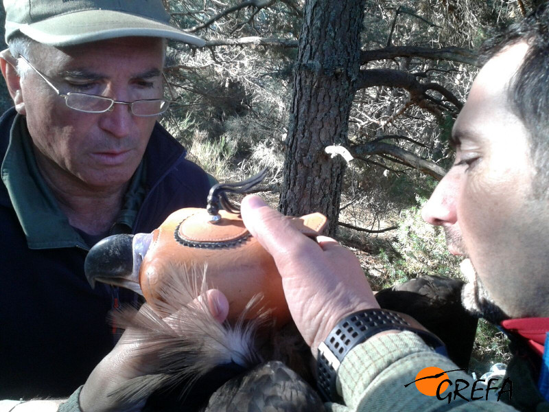 Momento del marcaje con emisor de un buitre negro en Huerta de Arriba (Burgos).