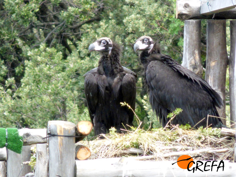 Las hembras de buitre negro Fuentes y Pilar, nacidas en cautividad en 2015, en el nido artificial (hacking) en el que estuvieron hasta echar a volar. Foto: GREFA.