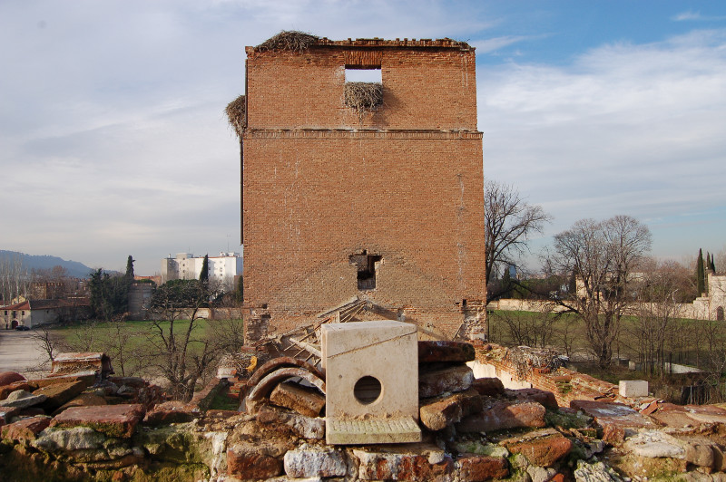 Colocación de nidales artificiales para el cernícalo primilla en Alcalá de Henares