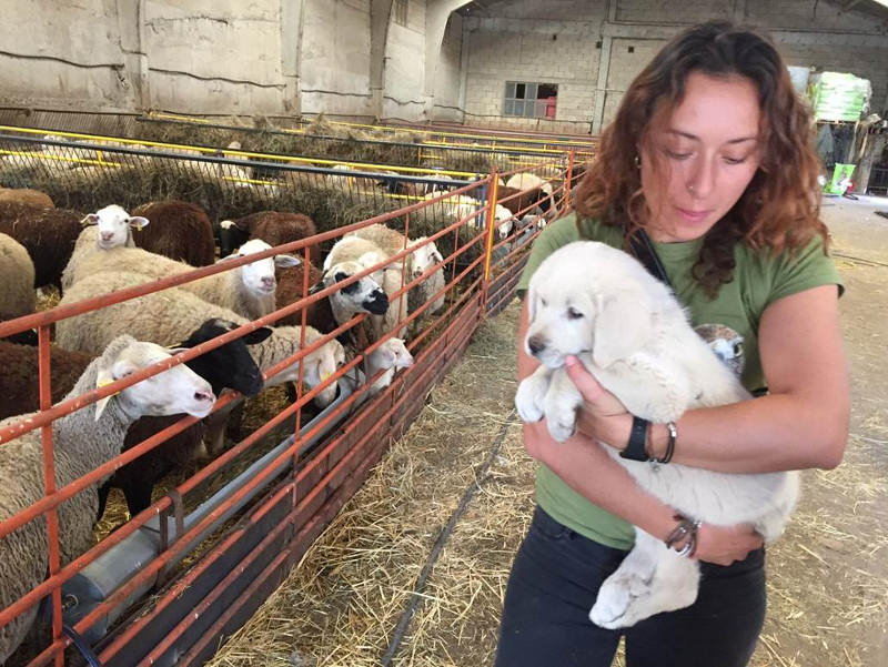 Ganadera con una cría de mastín en brazos, junto a las ovejas de "Pastando con Lobos".