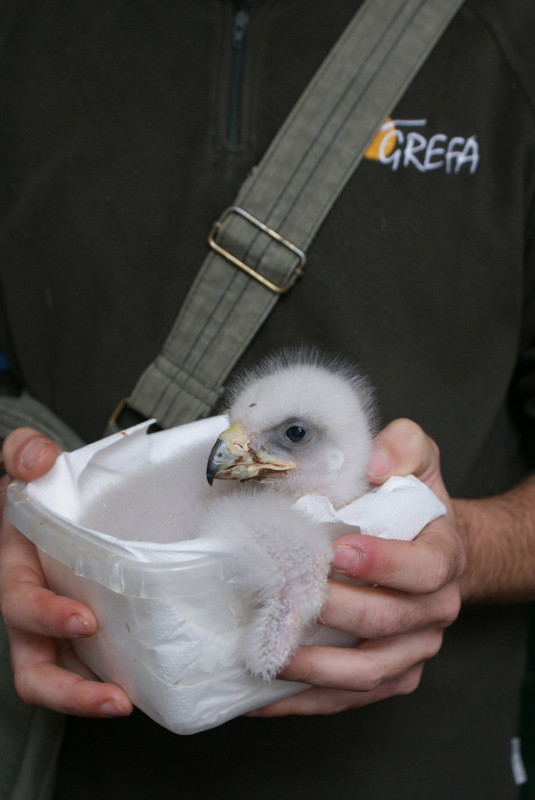 Pollo de águila real criado en GREFA