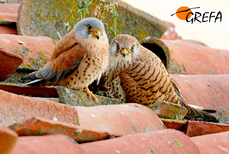 Pareja reproductora de cernícalo primilla. A la izquierda, el macho, y a la derecha, la hembra. Foto: Ignacio Yúfera.