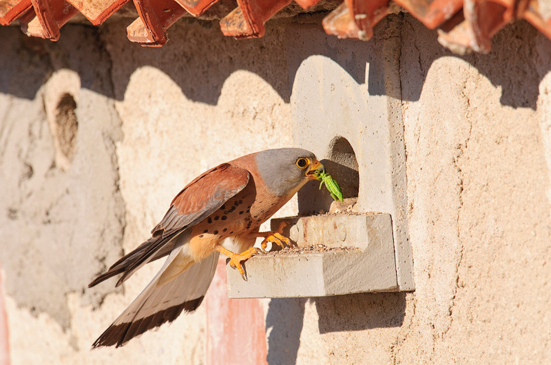 Un cernícalo primilla (macho adulto), con un insecto en el pico, a la entrada de su nido en un primillar, a punto de cebar a sus pollos. Foto: Ignacio Yufera / GREFA.