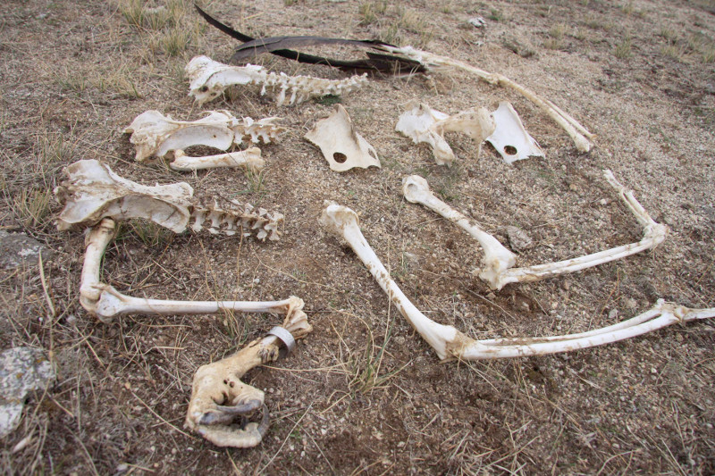 Restos de buitre hallados en las inmediaciones del Centro de Tratamiento de Residuos Ávila Norte. Foto: Colectivo Azálvaro.