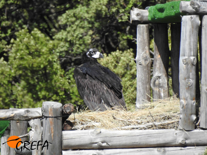 Pollo de buitre negro en un nido artificial en Boumort (Prepirineo catalán). Foto: GREFA.