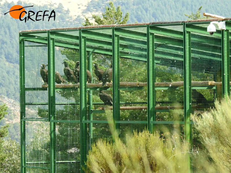 Jaulón con buitres negros en la parte burgalesa de la Sierra de la Demanda. Foto: GREFA.