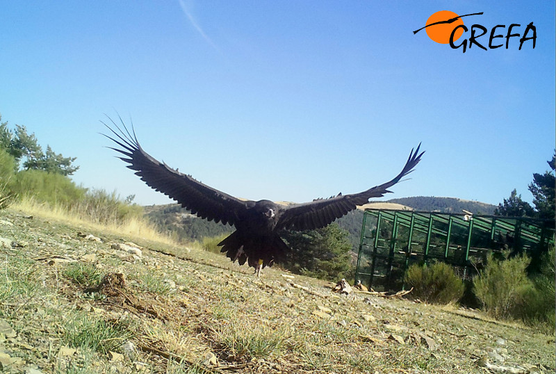 Un buitre negro abandona el jaulón de aclimatación en la Sierra de la Demanda. Foto: GREFA.