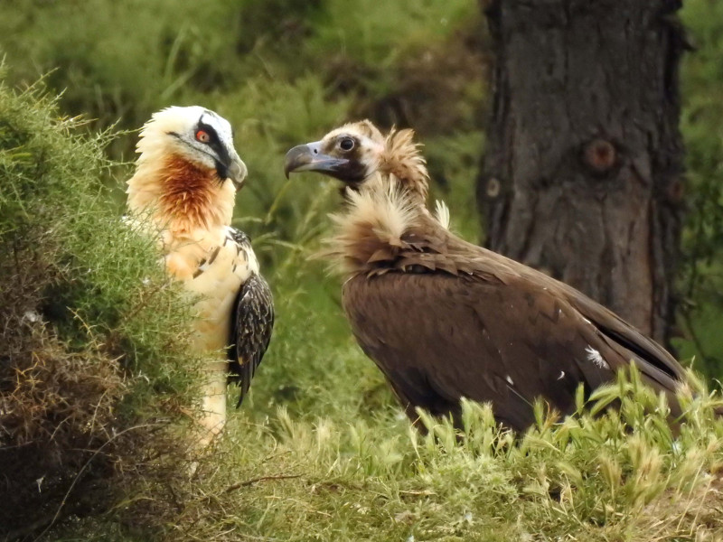 Quebrantahuesos (izquierda) y buitre negro en un comedero para aves carroñeras del Pirineo. Foto: PRBNC / Buseu Project.