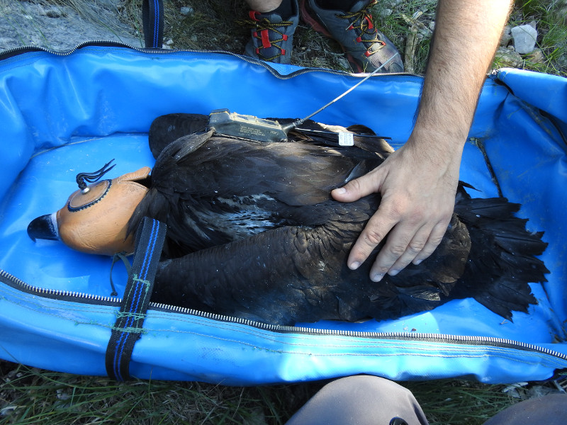 Pollo de buitre negro nacido en Pirineos, tras ser marcado con un emisor. Foto: PRBNC / Buseu Project.