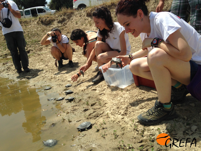 Momento de la liberación de los galápagos europeos en una charca cercana a la sierra de Guadarrama. Foto: GREFA.