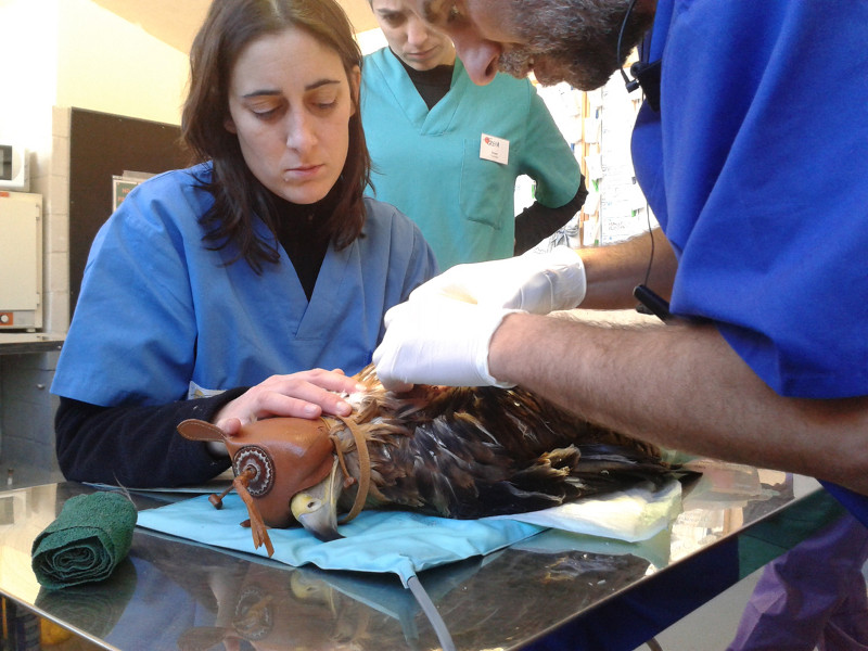 Veterinarios atienden a un águila imperial