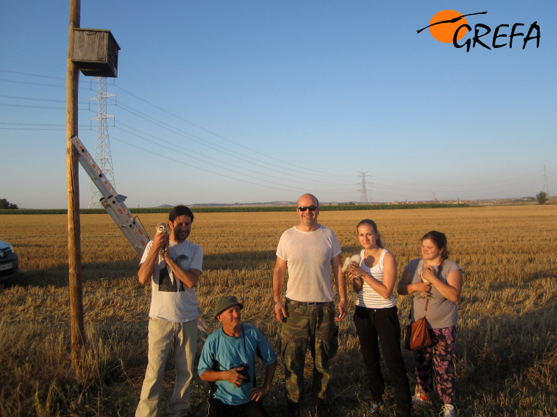 Varios voluntarios muestran unas lechuzas que van a introducir en una caja nido que han construido para estas aves. Foto: GREFA.