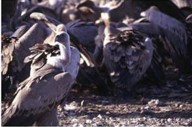 ESTUDIO DE AVES CARROÑERAS