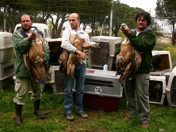 buitres pollino