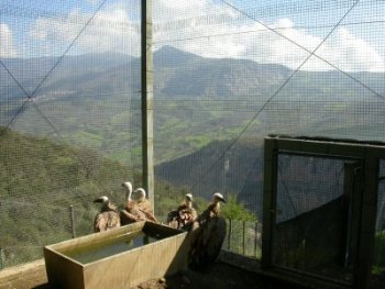 Los buitres leonados en la jaula de aclimatación en Pollino (2004)