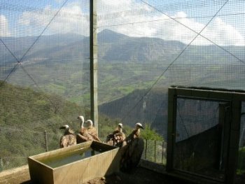 buitres en pollino 1