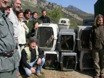 buitres en pollino 2