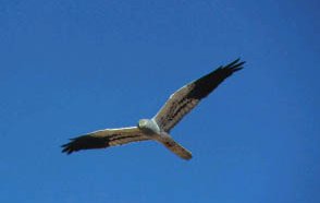 Aguilucho en vuelo