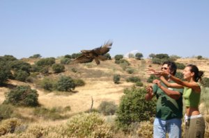 SUELTA DE UN ÁGUILA RATONERA APADRINADA