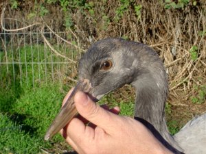 Grulla