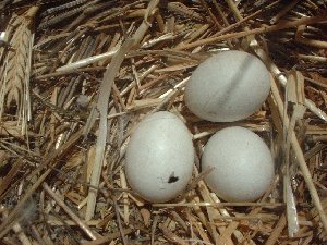 Muchos nidos en la primera semana de junio aún tenían huevos sin eclosionar