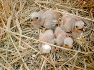 En algunos casos los pollos apenas tienen una semana de vida