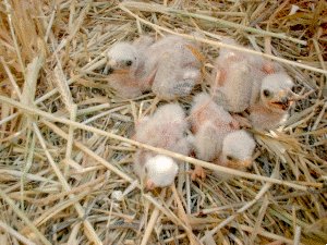 En algunos casos los pollos apenas tienen una semana de vida