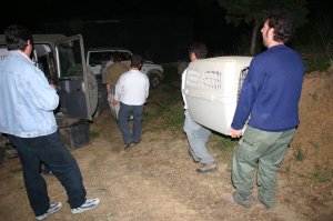 Traslado de los buitres leonados a la instalación de aclimatación