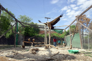 Instalciones para el buitre leonado en Grefa