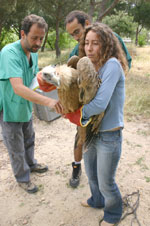 Preparando a los buitres leonados para el viaje a Italia