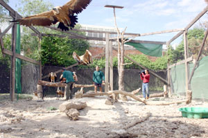 Voladero para buitres en Grefa