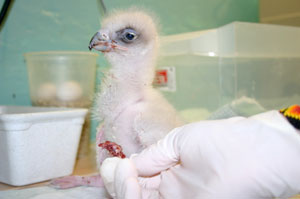 Pollo de águila real nacido en GREFA