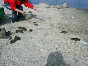 Liberación de galápagos leprosos provenientes de la estación de Atocha