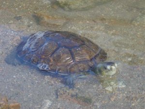 Liberación de galápagos leprosos provenientes de la estación de Atocha