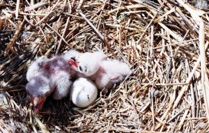 Los aguiluchos colocan los nidos en el suelo entre la cobertura que les proporciona el cereal. 